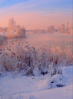 the sun is setting over a frozen lake and reeds in the foreground, with snow on the ground