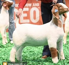 a dog is being judged by its owner at a show in the grass with other dogs behind it