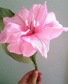 a person holding a pink flower in their hand