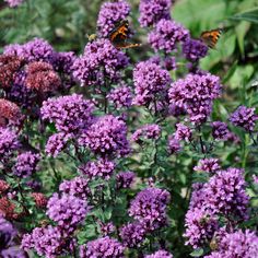 purple flowers with two butterflies on them