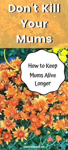 orange flowers with the title don't kill your mums how to keep mums alive longer