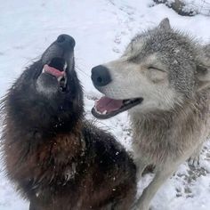 two gray and white wolfs playing in the snow with each other's mouths