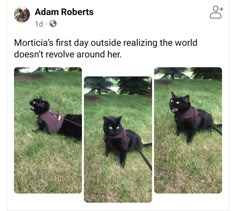 two pictures of a black cat wearing a vest and sitting in the grass, with caption that reads, morticia's first day outside realizing the world doesn't - evl around her