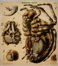 an image of the anatomy of a bug