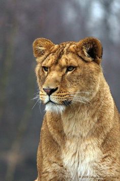 a close up of a lion sitting on the ground