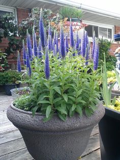 purple flowers are growing in a large pot on the deck next to other plants and shrubs