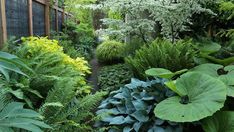 a garden filled with lots of green plants