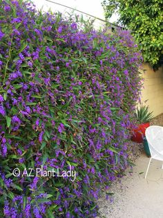 purple flowers are growing on the side of a wall next to a chair and potted plant