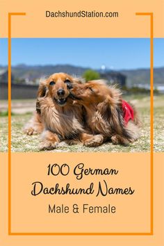 dachshund name, dachshund names, sausage dog names, doxie names, Weiner dog names, dachshund dog, all about dachshunds Dachshund Puppy Names, Dachshund Names, Dachshund Temperament, Names Male, Dachshund Colors, Dachshund Training, Cute Names For Dogs, Dachshund Breed, Miniature Dachshunds