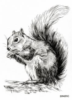 a black and white drawing of a squirrel