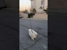 a small white dog on a leash walking down the street