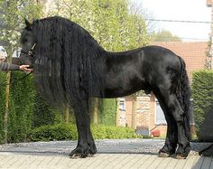 a woman standing next to a black horse on top of a brick floored walkway