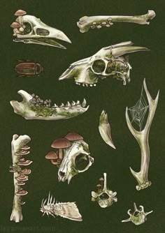 an image of different types of animal bones and their anatomys on a green background