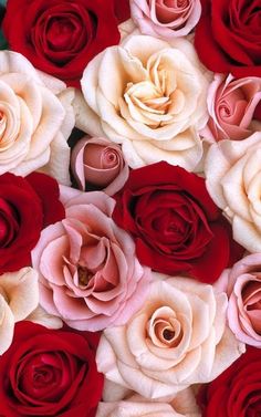 many red and white roses are arranged together