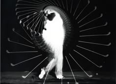 a black and white photo of a cat with an umbrella on its head, in front of a dark background