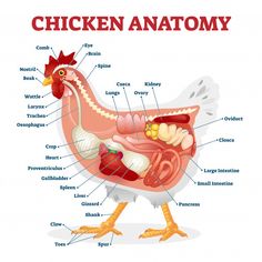 an image of chicken anatomy with labels on the body and parts labeled in red text