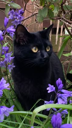 a black cat is sitting in the middle of purple flowers and plants, looking at the camera