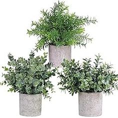 three potted plants are sitting in cement containers