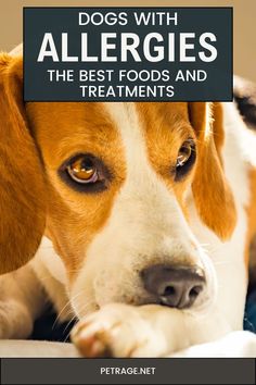 As a dog owner, it can be heartbreaking to see your pup suffering from allergies. Just like humans, dogs can experience allergic reactions to certain foods or environmental factors. The good news is that there are plenty of options available when it comes to managing your dog's allergies. In this article, we will discuss the best food and treatments for dogs with allergies. What To Give Dogs For Allergies, Homemade Dog Food For Allergies Itch Relief, Dog Food Allergy Diet, Best Dog Food For Allergies, Dog Treats For Allergies, Dog Allergy Remedies, Dog Food For Skin Allergies, Food For Dogs With Allergies, Oatmeal For Dogs