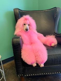 a pink poodle sitting on top of a black chair