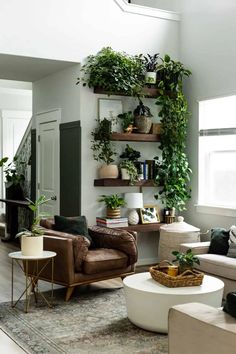 many houseplants are arranged on the wall in this room