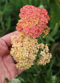 a hand holding an orange and yellow flower in it's left side, with green leaves on the other side