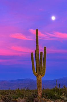 a large saguado cactus in front of a purple and blue sky at sunset