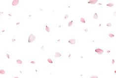 pink petals falling down into the air on a white background