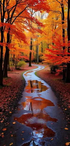 an autumn scene with colorful trees and water in the foreground, reflecting leaves on the ground