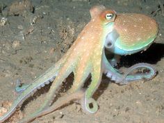 an octopus is sitting on the ground with its head turned to look like it's coming out of the water