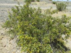 a small tree with yellow flowers in the desert