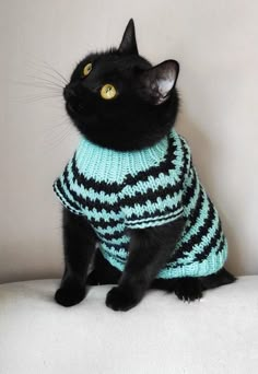 a black cat wearing a blue and black sweater