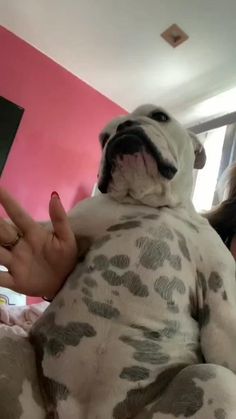 a dog that is sitting on someone's lap with his hand in the air