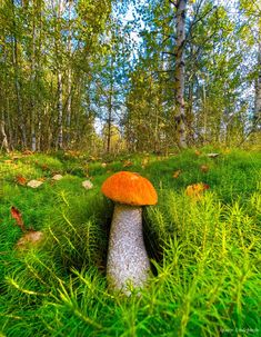 an orange mushroom sitting in the middle of a green forest filled with trees and grass