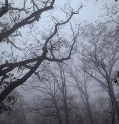 trees in the fog with no leaves on them