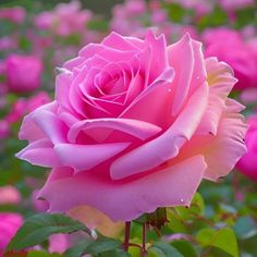 a pink rose is blooming in a garden