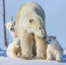 an adult polar bear with two cubs in the snow