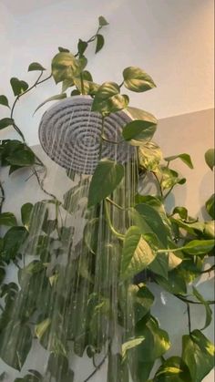 the shower head is surrounded by green plants