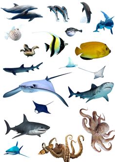 various types of sea animals are shown in this image, including sharks and octopuses