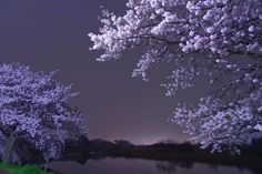 the trees are blooming in full bloom along the water's edge at night