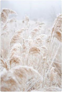 some very pretty white plants in the foggy grass field with no one around them