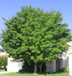 a large green tree in front of a house