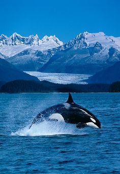 an orca jumping out of the water with mountains in the background