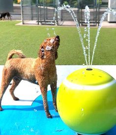 a brown dog standing next to a green ball on top of a blue mat and water spouting from it's mouth