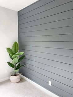 a potted plant sitting in front of a gray wall with horizontal stripes on it