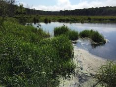 a body of water surrounded by grass and trees