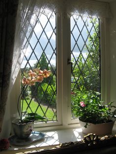 a window with some flowers in it next to a potted plant