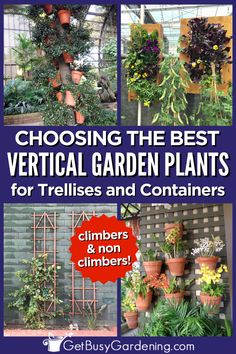 several different types of garden plants with text reading choosing the best vertical garden plants for trelliss and containers