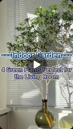 indoor garden 4 green plants perfect for the living room - part 1 / 2 video