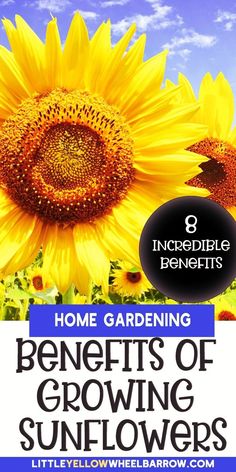 the benefits of growing sunflowers